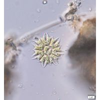 Stauridium tetras