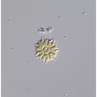 Stauridium tetras