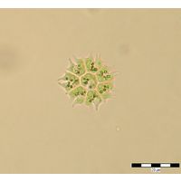 Stauridium tetras