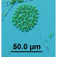 Stauridium tetras