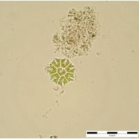 Stauridium tetras