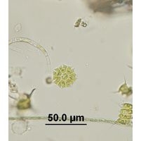 Stauridium tetras