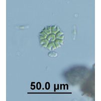 Stauridium tetras