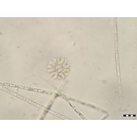 Stauridium tetras