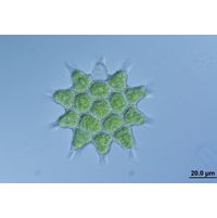 Pseudopediastrum kawraiskyi