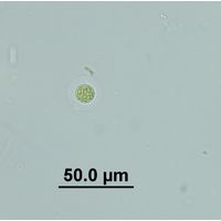 Planktosphaeria gelatinosa