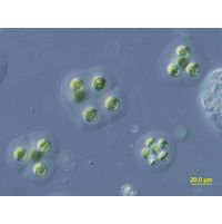 Planktosphaeria gelatinosa