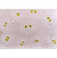 Posonia sestonica