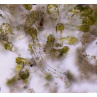 Protosiphon botrydoides