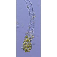 Protosiphon botrydoides