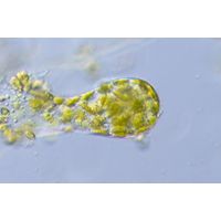 Protosiphon botryoides