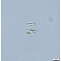 Quadrigula closterioides