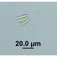 Quadrigula korshikovii