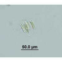 Quadrigula korshikovii