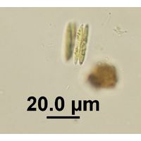 Quadrigula korsikovii