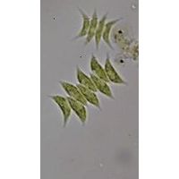Tetradesmus lagerheimii