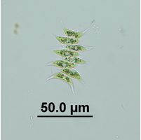 Tetradesmus lagerheimii