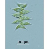 Tetradesmus obliquus