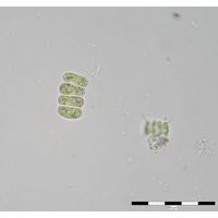 Scenedesmus ellipticus