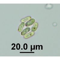 Scenedesmus obtusus