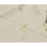 Schroederia setigera