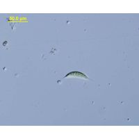 Schroederia