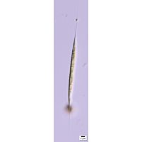 Schroederia setigera