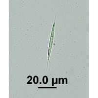 Schroederia setigera