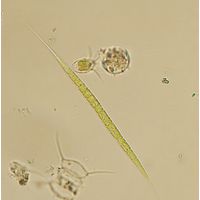 Schroederia setigera
