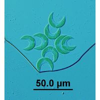 Selenastrum bibraianum
