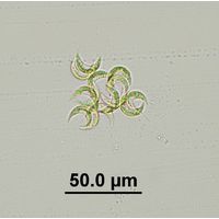 Selenastrum bibraianum