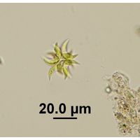 Selenastrum bibraianum