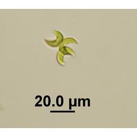 Selenastrum bibraianum