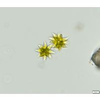 Selenastrum bibraianum