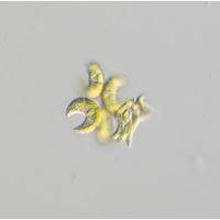 Selenastrum bibraianum