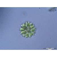 Sorastrum spinulosum