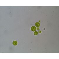 Spongiochloris irregularis