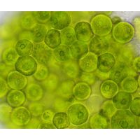 Spongiochloris