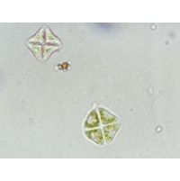 Stauridium privum