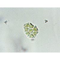 Stauridium privum