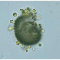 Stylosphaeridium stipitatum