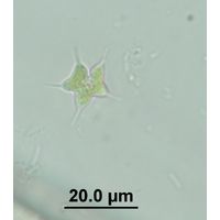 Tetraedron caudatum