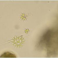 Tetraedron caudatum