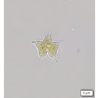 Tetraedron caudatum