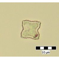 Tetraedron minimum