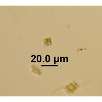 Tetraedron minimum