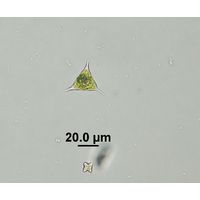 Tetraedron triangulare