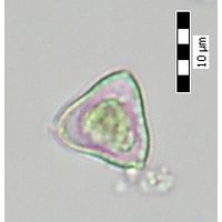 Tetraedron triangulare