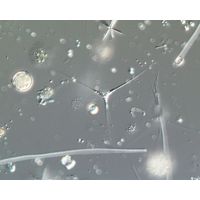 Tetraedron longispinum