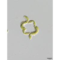 Tetrallanthos lagerheimii